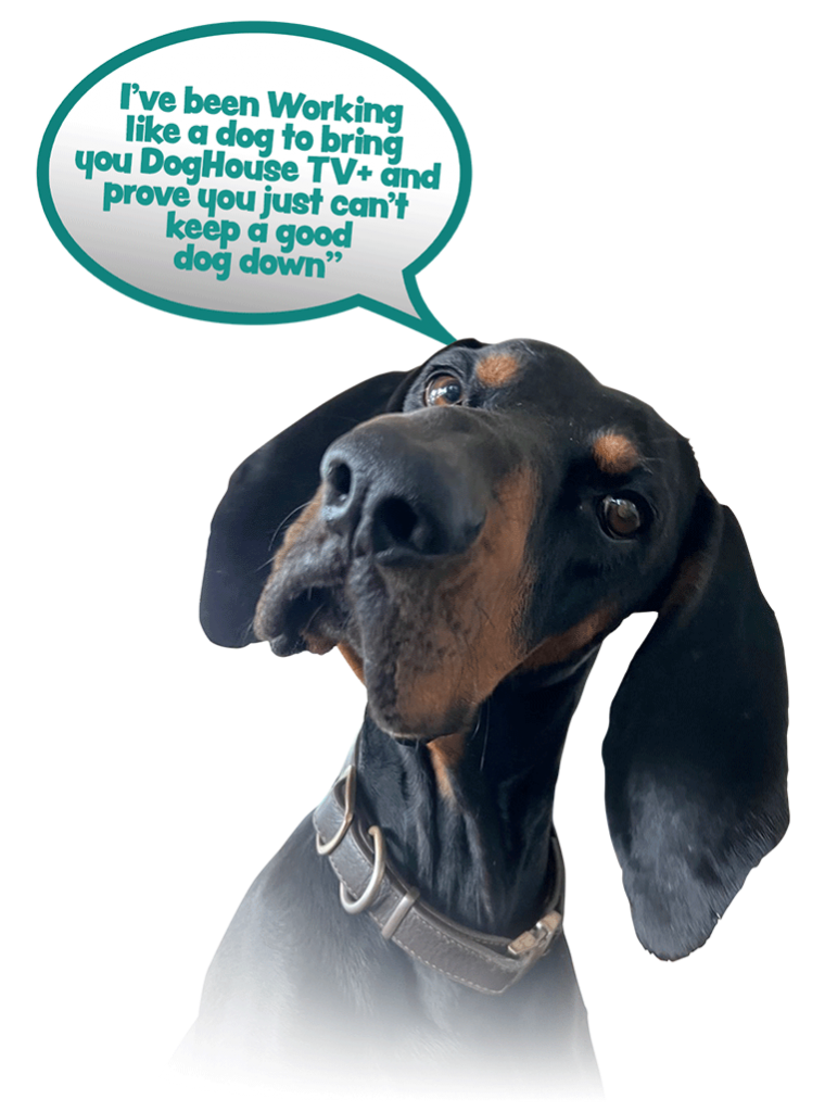 Dog House TV+ - C3 Entertainment, Inc.