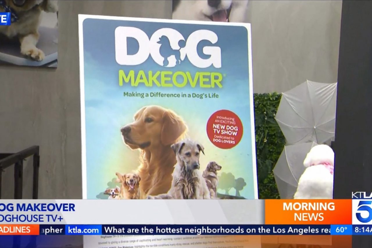 Dog Makeover