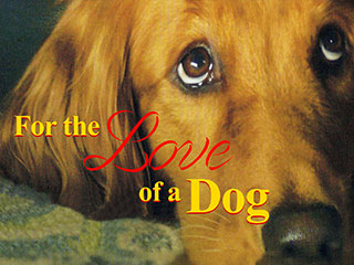 For The Love Of A Dog